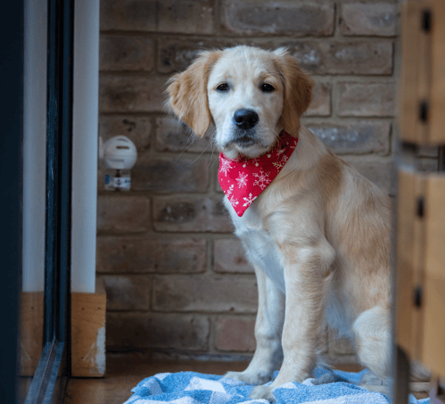 Adaptil bandana shop